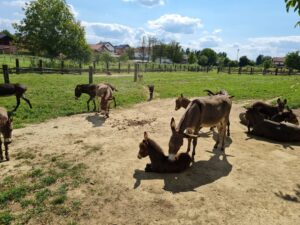 Prodajemo Magareće Mlijeko (9)